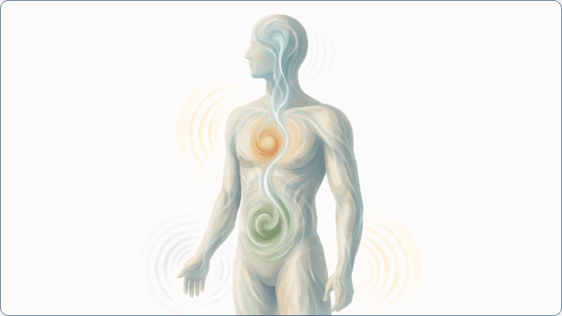 Illustrated human figure showing the connection between brain, nervous system, heart, and gut, with soft flowing lines and glowing centres to represent embodied wellbeing and mind body connection.